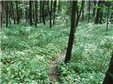 Grmada ( 718m ) - Strma pot - Hudičev graben- Pečovnik Spust proti grabnu in ogromnoooo čemaža ( preberi si o tej rastlini ! )